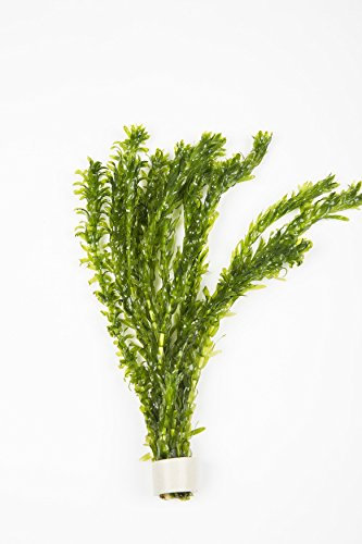 Oxygenating Weed Elodea 10 Pieces with Ceramic Weights