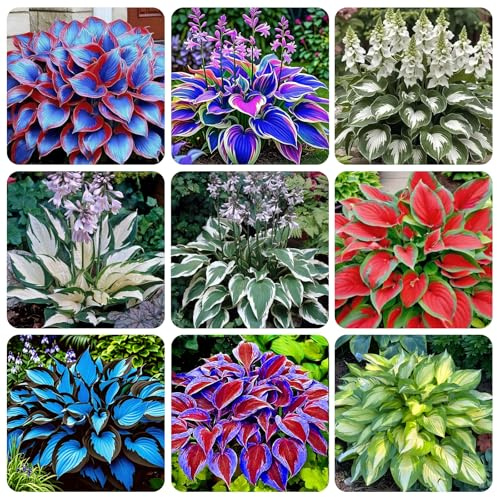 200+ Seeds Perennial Hosta Flower Seed for Planting Outdoors Garden Beauties