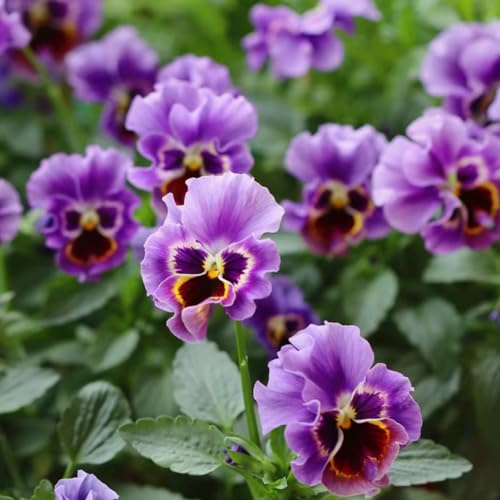 viola del pensiero - Viola tricolore d'appartamento esotiche semi di balcone ornamentali giardino 500pcs