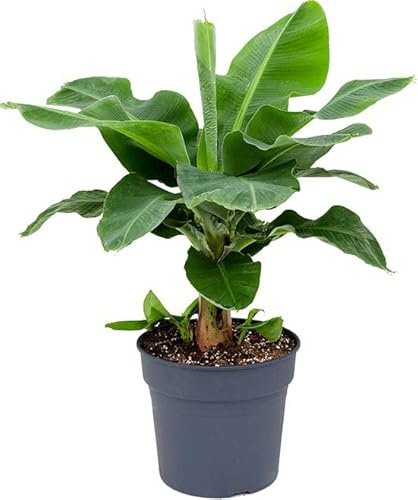 DECOALIVE Árbol de Exterior e Interior Natural Baera Musa Tropicana, 8436606537664