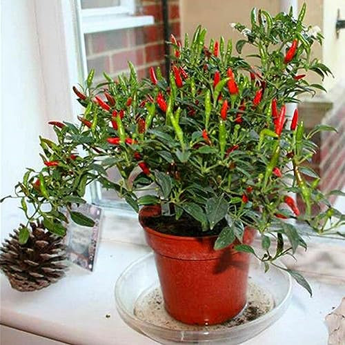 PERZOE 50 Stück Hot Pepper Capsicum Zier-Chili-Samen, Bonsai-Gemüse-Pflanzen-Dekor Paprika Samen