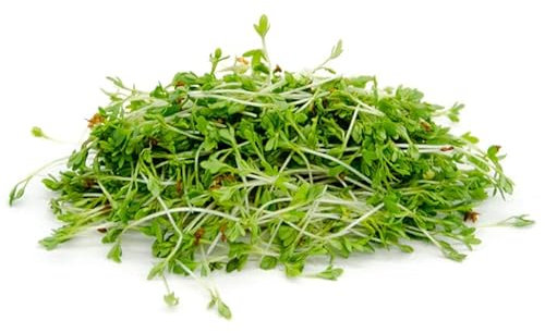 Italian Sprout - Semi per germogli - Crescione Romagna - 500 gr.
