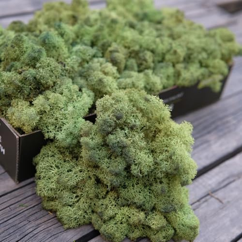 prefleur Preserved Reindeer Craft Moss Natural Green DIY Kit Gardenning Art Wall Florist Easter Table Decor Wedding Decor(0.85lb)(Green-09)