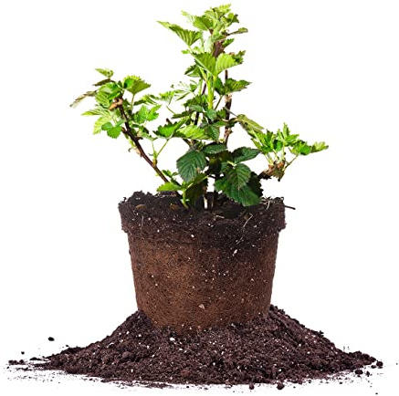 PERFECT PLANTS PrimeArk Freedom BlackBerry Bush 1 Gallon | Live Thornless Fruit for Outdoor Planting | Large Fruits for Home Gardens | Dark Purple Berries Emerge During Early Summer