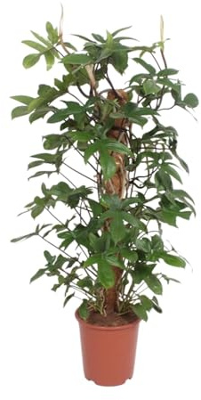 Philodendron Pedatum - 120-130cm - Ø27cm - Krukväxt - Vintergrön