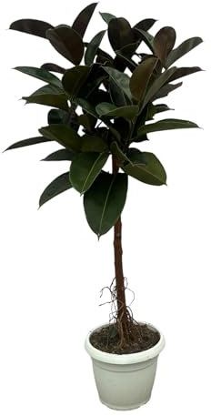 Ficus Elastica Robusta tronco - 160 cm - Ø32 cm