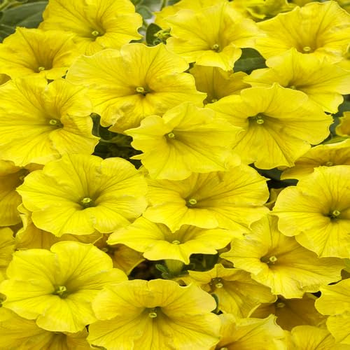 100 semillas de petunia amarilla