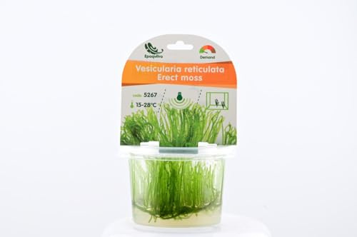 AquaBreedingSkill Erect Moss Vesicularia reticulata in vitro – plante aquarium vivante, mousse d’aquarium sans parasites, idéale aquascaping et nano aquarium