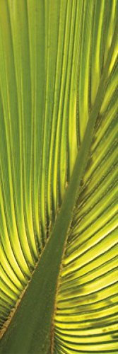 1art1 Palmas Hoja De Palmera De Cáñamo, 1 Parte Fotomural Autoadhesivo 240x75 cm