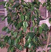 12 Stück Ficus D4509 (Ficus benjamina)