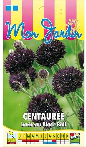 Sachet de graines de Centaurée barbeau noire Black Ball - 2 g - fleur annuelle - LES GRAINES BOCQUET