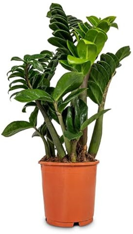 Zamioculcas ZENZI ZZ Pflanze Seltene Zwergsorte Zimmerpflanze Zimmerpflanze im 14 cm Topf