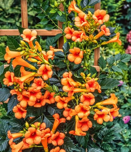 BALDUR-Garten Amerikanische Klettertrompete Campsis,1 Pflanze, mehrjährig - winterhart, pflegeleicht, stark wachsend, Klettert ca. 3-6 Meter hoch, Blüten in Hülle und Fülle