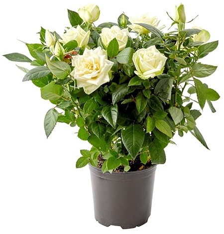 Rosal Blanco Premium DECOALIVE Rosal Minatura con Flores de Color Blanco