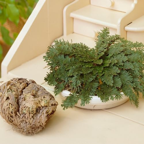 Collection de Selaginella - 3 Plantes/Bulbes de fleurs - Plante exterieur jardin pour Pots - Vivaces & Rustique - des Pays-Bas (pas de graines), pour Pots et Balcon