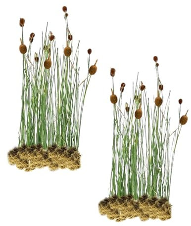 vdvelde.com - Zwerg-rohrkolben Typha Minima - Für ca. 2,5 m² - 30 lose Filterpflanzen - Für Teichpflanzenfilter - Winterharte Teichpflanzen - Van der Velde Wasserpflanzen
