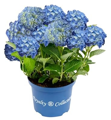 Hortensia Azul en Maceta – Planta de Jardín Viva y Auténtic Hydrangea Natural para Decoración