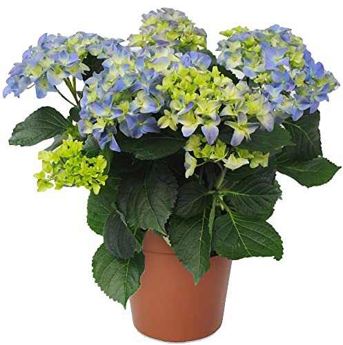 Hydrangea Garden Shrub Collection | Deciduous Vibrant Potted Plants | 30-50cm (Blue)