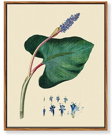 MHARTK66 Vintage Botanisch Leinwand Bilder mit Rahmen Holz, 30x40 cm Wandbilder Wohnzimmer Hechtkraut Wasserpflanze Bild Aesthetic, Illustration Wanddeko Schlafzimmer Badezimmer Büro Zimmer