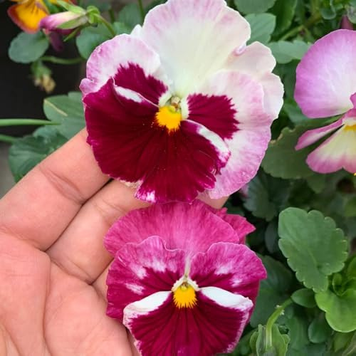 semi di viola del pensiero Balcone, resistenti di viola del pensiero decorazioni, luoghi soleggiati 150pcs