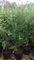 Portal Cool Las semillas del paquete: Verde Leylandii cobertura de coníferas Seedss 80-100 cm 1.5 Lt Lt Pot árboles de hoja perenne