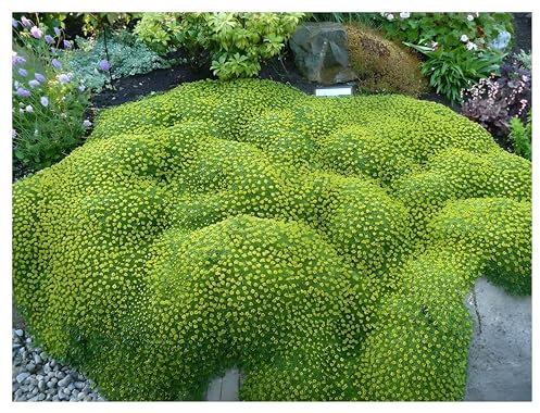 3 x Azorella trifurcata (Staude/Stauden/Immergrün/Mehrjährig/Bodendecker/Winterhart) Adenpolster - Der immergrüne Teppich für robuste Schönheit - Bienenfreundlich - von Stauden Gänge