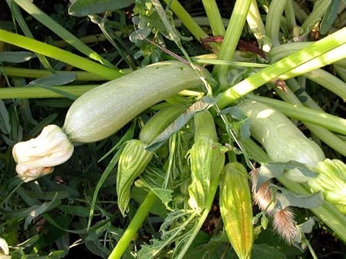 15 SEMI- ZUCCHINO Alberello di Sarzana semi freschi