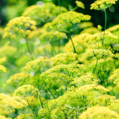 semi di aneto giardino di al coperto sul balcone aneto biologiche per la copertura del terreno per la con giardino coltivazione 400semi