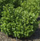 Lorbeerkirsche Etna® 125-150cm - Prunus laurocerasus