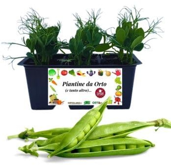 P. Piantine da Orto| Pisello, Pianta da Orto o Balcone Pronta al Trapianto, Kit da 6 Piantine, Pianta Vera da Esterno, Vivaio Italiano
