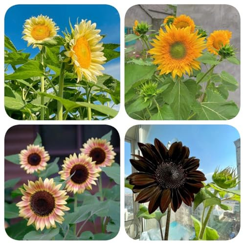 100 pcs sonnenblumen samen blumenwiese samen mehrjährig winterhart sonnenblumensamen blumenwiese samen sonnenblumen saatgut wildblumensamen mehrjährig winterhart wiesenblumen samen