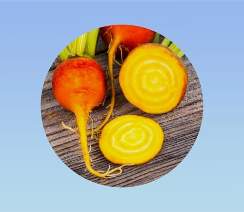 50 graines betterave burpee golden - beet - legume - betterave jaune