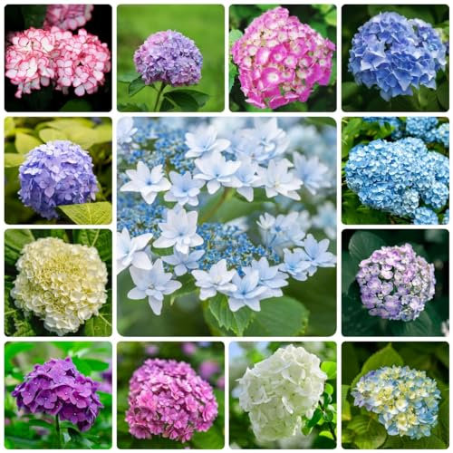 100 pcs hortensien pflanzen winterhart samen - balkon blumen pflanzenkübel Hortensie,Hydrangea macrophylla, gartensamen saat kübelpflanzen nachhaltige geschenke für frauen winterfeste