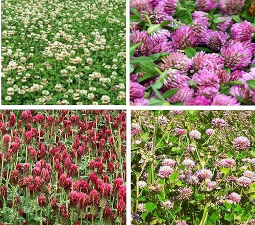 Clover Seed Mix 4 Colours Green Manure Sow Mar to Sep (250, Grams)