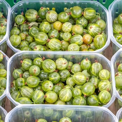 semillas de grosella, exóticas Las grosella espinosa son resistentes, para jardin fresca 80pcs