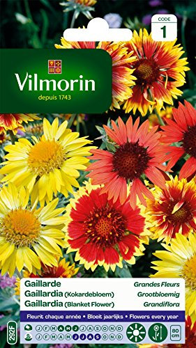 Vilmorin 5271241 Gaillarde variée à grande fleur Multicolore 9 x 0,5 x 16 cm