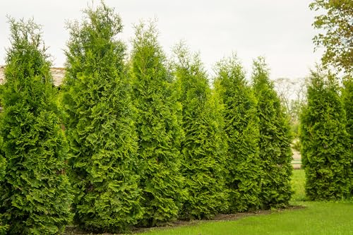 25 x Thuja Brabant 80-120cm XXl ohne Topf gemessen | Immergrüne Heckenpflanze schnellwachsend | Sichtschutz Lebensbaum winterhart | sofort pflanzbar
