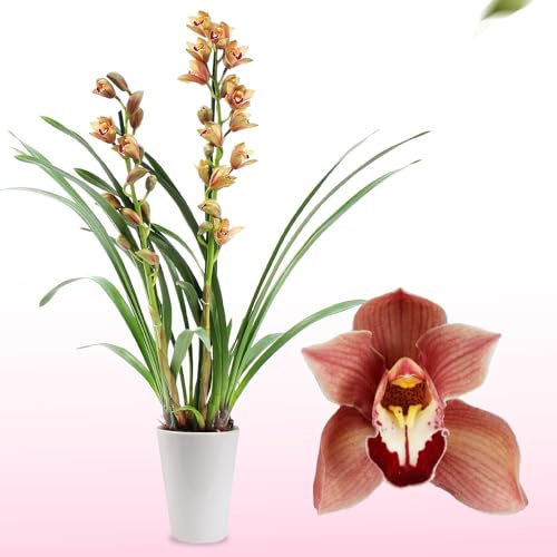 Orchidée Cymbidium Brunes - 1 Plante Intérieur Naturelle - 60-70 cm - Pot de 14 cm - Avec fleurs et parfumées - Naturelle Plante de Hollande (pas de graines, non artificielle)