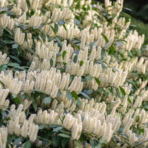 semillas de laurel cerezo - balcón resistentes orgánicas variedades antiguas Decoración de jardín para exteriores 10pcs