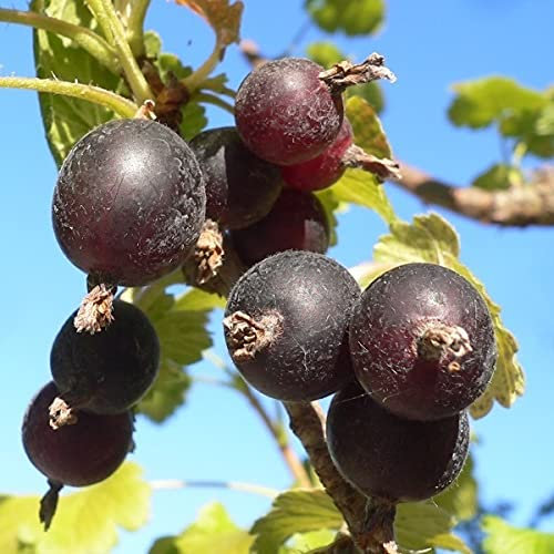 Jochelbeere Jostabeere Johannisbeere x Stachelbeere Hochstamm/80 cm Stamm/ 5 Liter Topfballen