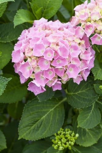 Hydrangea macrophylla 'Bela Rosa' 30–40 cm – Winterhart, Mehrjährig, Pflegeleicht – Bauernhortensie – Zierstrauch für Beet & Kübel