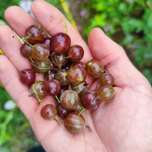 semillas de grosella espinosa exóticas grosellas comprar semillas de jardín rocas enanos, resistentes balcón huerta raras 400pcs