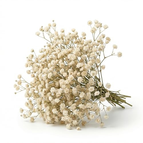 100 Piezas Gipsófila Preservada Blanca, Flores Secas Naturales Pequeñas para Manualidades, Joyería de Resina, Decoración de Uñas y Álbumes de Recortes