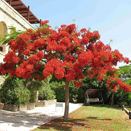 ROYAL POINCIANA Delonix Regia 5 GRAINES