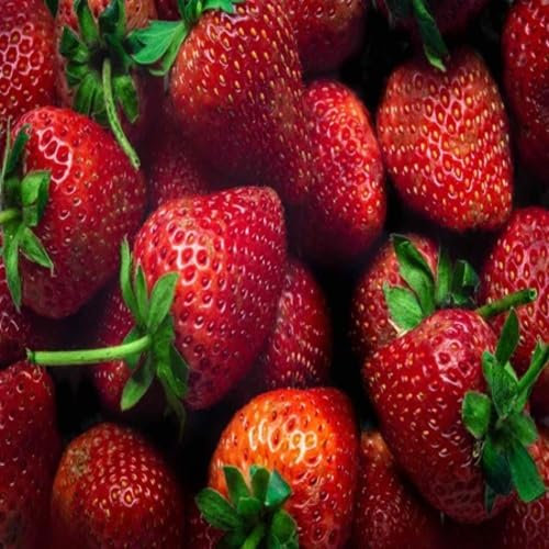 80 pièces de graines de fraises