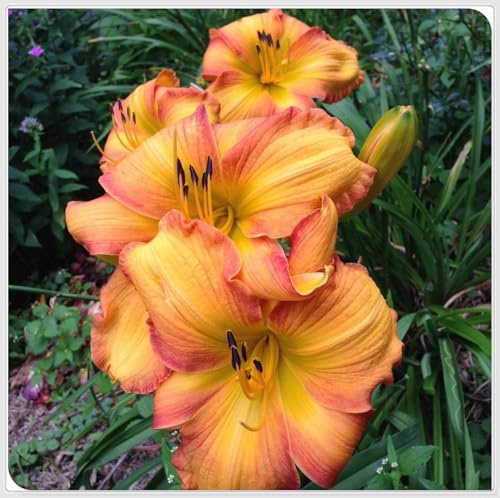 Rizoma de Hemerocallis perenne, Azucenas rizoma, Decuado para plantar al aire libre, Diseño de paisaje, Floración duradera-i-15 Rizomas