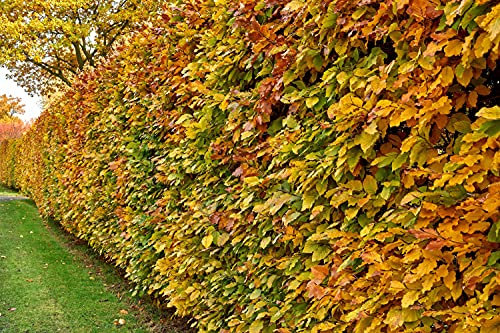 25st. Rotbuchen 30-60cm Gartenhecke Heckenpflanzen Fagus sylvatica Rotbuche Wurzelware