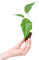 PLNTS - Baby Alocasia Portodora - plante d'intérieur - 2 cm boutures - Hauteur 20 cm