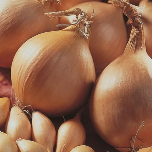 Bloomique - 125 Pièces - Oignons Sturon - Oignons de graines - Spécialement sélectionnés pour la culture domestique - Potager - Résistant à l'hiver - Vivace