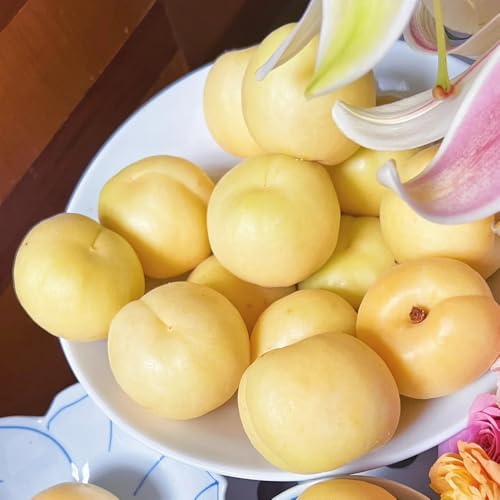 Semillas resistentes de albaricoquero, raras albaricoque, Prunus armeniaca, Comprar un granado fresca jardín de para balcón 5pcs